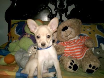 RE: Miniature Pincher / Chihuahua Mix