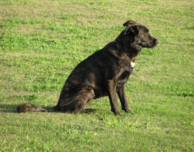 RE: Help for Dogs with Arthritis