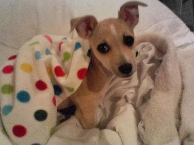 RE: Miniature Pincher / Chihuahua Mix