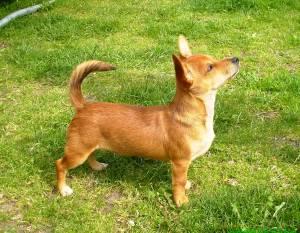 RE: Miniature Pincher / Chihuahua Mix