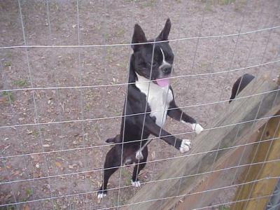 RE: What Breed Is My Dog?