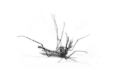 Getting Rid of Flies at a Restaurant