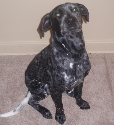 RE: Angel (German Short-haired Pointer/Dalmatian)