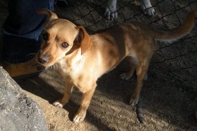RE: Is My Dog A Chihuahua/Dachshund Mix