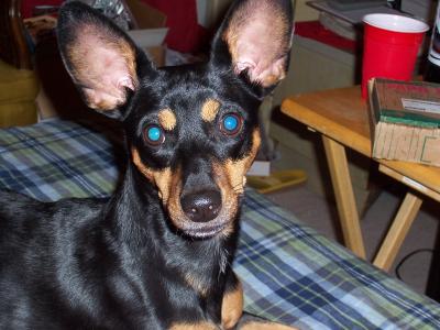 RE: Miniature Pincher / Chihuahua Mix