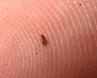 RE: Tiny Flying Insects in the House
