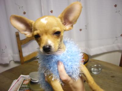 RE: Miniature Pincher / Chihuahua Mix