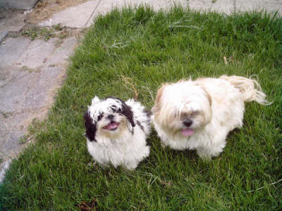 RE: Dog Yeast Infections