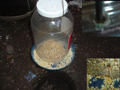 RE: Homemade Chicken Feeders