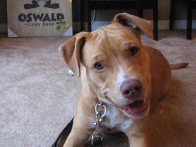 RE: What Breed Is My Dog?