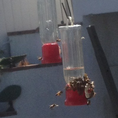 Getting Rid Of Yellow Jackets On Hummingbird Feeders 