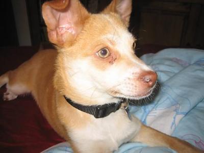 RE: Miniature Pincher / Chihuahua Mix
