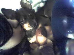 RE: Miniature Pincher