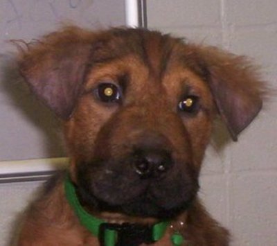 RE: Golden Retriever Chow Mix Puppy