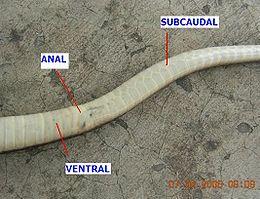 RE: Identifying Nonpoisonous Snakes