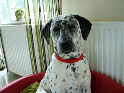 RE: Angel (German Shorthaired Pointer/Dalmation)