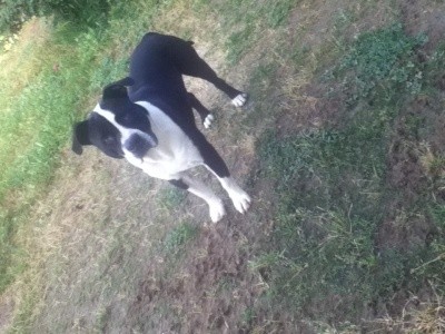 RE: What Breed Is My Dog? (Pit Bull Mix)