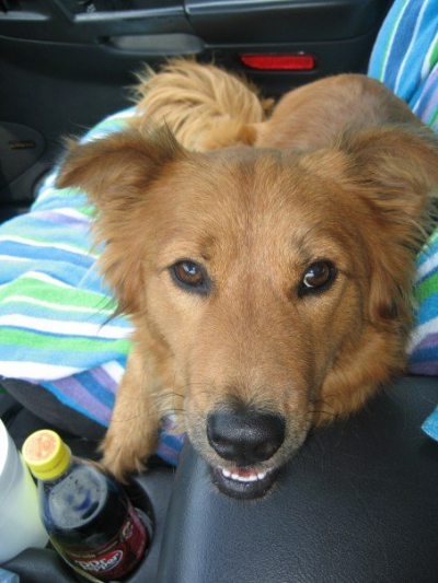 RE: Golden Retriever Chow Mix Puppy