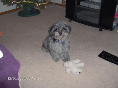 RE: Dachshund/Pomeranian Mix Photos