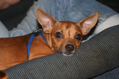What are some common traits of a Chihuahua rat terrier mix?