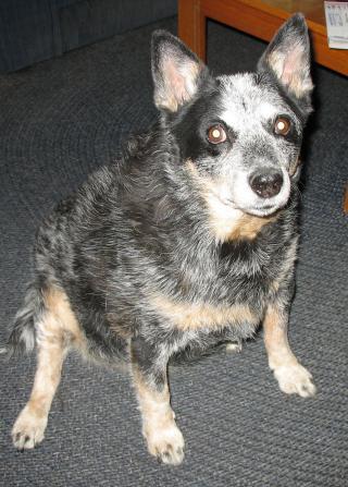 RE: Treating a Cut on Dog's Ear