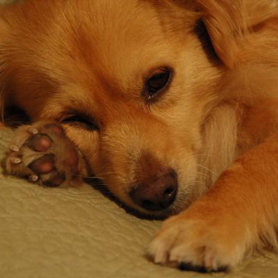 RE: Dachshund/Pomeranian Mix Photos