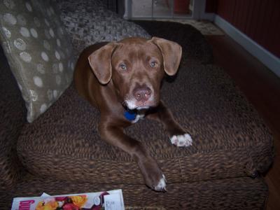 RE: What Breed Is My Dog?