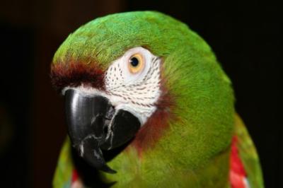 RE: Keep Squirrels from Going into a Bird Aviary