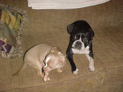 RE: Butler's Isabella Grace (Boston Terrier)