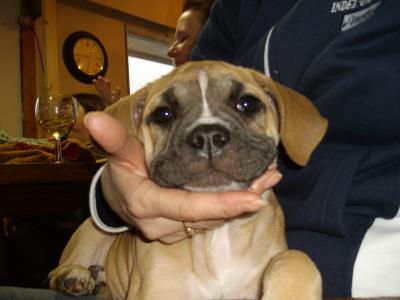 Boxer Puppies For Sale. The following list contains : Boxer Puppies for sale from  breeders who are located in Victoria. Search Again? - Restrict search to.