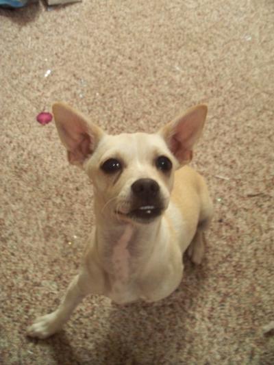 RE: Is My Dog A Chihuahua/Dachshund Mix