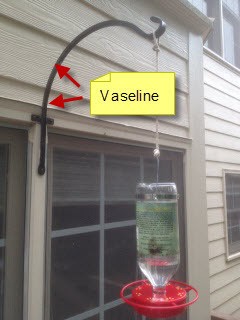 RE: Vaseline To Keep Ants Out of Hummingbird Feeders