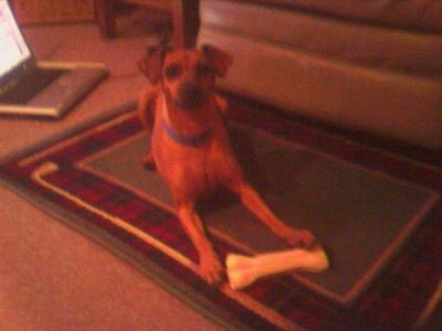 RE: Miniature Pincher / Chihuahua Mix