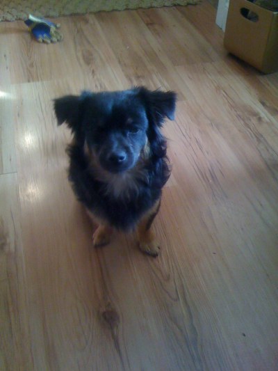 RE: Dachshund/Pomeranian Mix Photos
