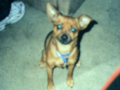 RE: Miniature Pincher / Chihuahua Mix