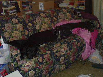 RE: My Frugal Life With The Four H's