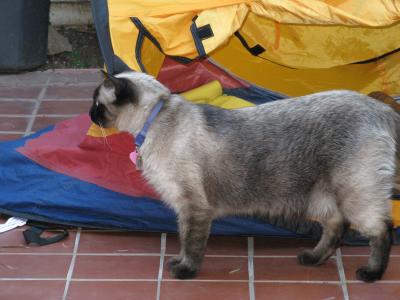 RE: Making Your Own Cat Tree