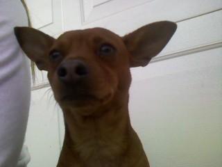 RE: Miniature Pincher / Chihuahua Mix