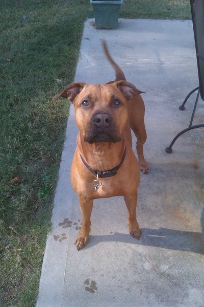 Niko Piggy Bear (Rhodesian Ridgeback Mix) | ThriftyFun