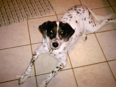 RE: Angel (German Shorthaired Pointer/Dalmation)