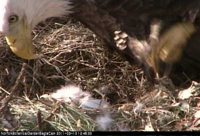 RE: Link: Live Eagle Cam (Norfolk Botanical Gardens, Virginia)