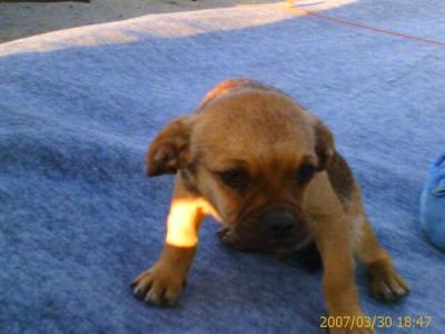 RE: Miniature Pincher / Chihuahua Mix