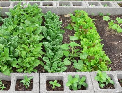 RE: Garden: Concrete Block Raised Bed