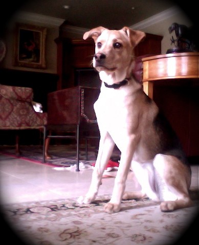 RE: What Breed Is My Dog? (German Shepherd mix)
