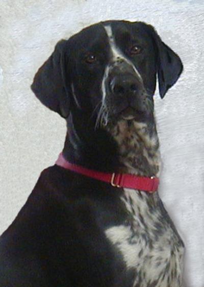 Max - Dalmatian/Pointer