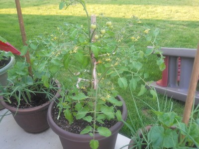 RE: Growing Cucumber Plants