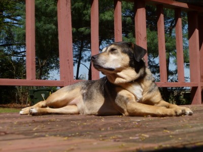 RE: Dog with Itchy Skin