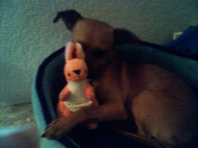 RE: Miniature Pincher / Chihuahua Mix