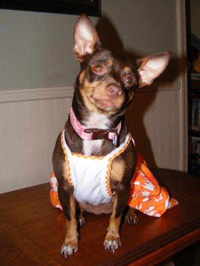 RE: Miniature Pincher / Chihuahua Mix