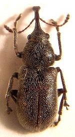 RE: Black Bugs in Rice Products